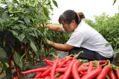 梁家屯村依托省农科院派驻扶干部的机缘
